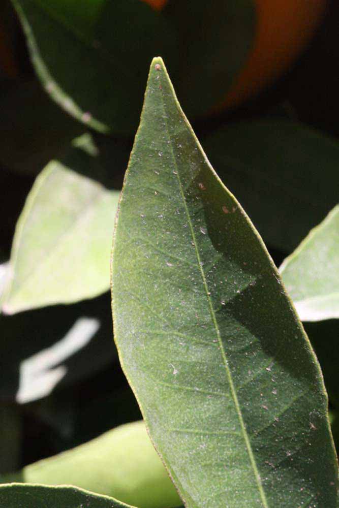              Margin (Riverside, CA)       